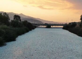 Νεκρά ψάρια στον Βόλο: Αποτελούν τον καλύτερο μεζέ για καρχαρίες – Προσοχή στους κολυμβητές