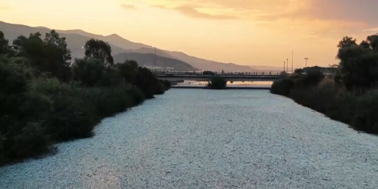 Alldaynews.gr Νεκρά ψάρια στον Βόλο: Αποτελούν τον καλύτερο μεζέ για καρχαρίες – Προσοχή στους κολυμβητές