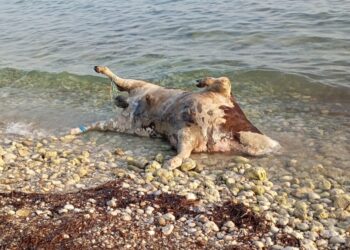 Alldaynews.gr Νεκρές αγελάδες σε παραλίες της Λευκάδας – Υποψίες για απόρριψη στη θάλασσα