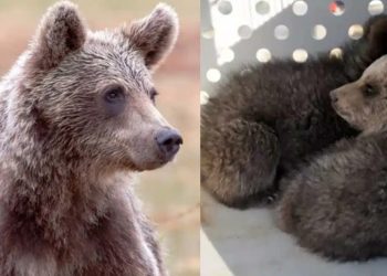 Τραγωδία – Βρέθηκαν δύο νεκρά αρκουδάκια στην Εθνική οδό