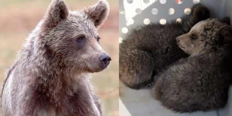 Alldaynews.gr Τραγωδία – Βρέθηκαν δύο νεκρά αρκουδάκια στην Εθνική οδό