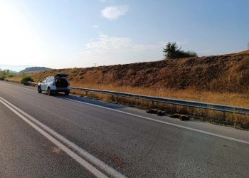 Alldaynews.gr Τραγικό περιστατικό στη Φλώρινα: Δύο μικρά αρκουδάκια σκοτώθηκαν σε τροχαίο