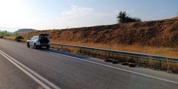 Τραγικό περιστατικό στη Φλώρινα: Δύο μικρά αρκουδάκια σκοτώθηκαν σε τροχαίο