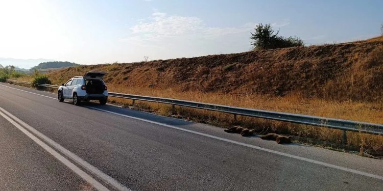 Τραγικό περιστατικό στη Φλώρινα: Δύο μικρά αρκουδάκια σκοτώθηκαν σε τροχαίο