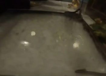 Εμφανίστηκαν και φέτος τα φιδάκια της Παναγίας στην Κεφαλονιά – Βίντεο