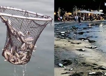 Απίστευτες εικόνες σε πόλη της Ελλάδας: Το λιμάνι γέμισε με νεκρά ψάρια και τα μαζεύουν με απόχες