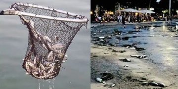 Alldaynews.gr Απίστευτες εικόνες σε πόλη της Ελλάδας: Το λιμάνι γέμισε με νεκρά ψάρια και τα μαζεύουν με απόχες
