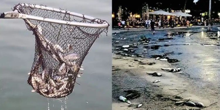 Alldaynews.gr Απίστευτες εικόνες σε πόλη της Ελλάδας: Το λιμάνι γέμισε με νεκρά ψάρια και τα μαζεύουν με απόχες