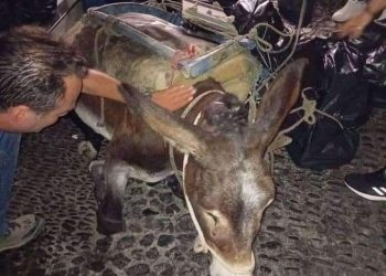 Alldaynews.gr Σαντορίνη: Κατέρρευσε εξαντλημένο γαϊδουράκι που ήταν φορτωμένο με σκουπίδια – Δείτε φωτογραφίες