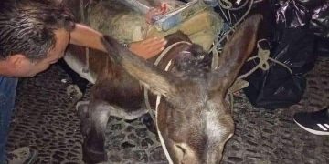 Alldaynews.gr Σαντορίνη: Κατέρρευσε εξαντλημένο γαϊδουράκι που ήταν φορτωμένο με σκουπίδια – Δείτε φωτογραφίες