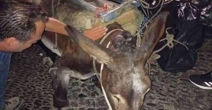 Alldaynews.gr Σαντορίνη: Κατέρρευσε εξαντλημένο γαϊδουράκι που ήταν φορτωμένο με σκουπίδια – Δείτε φωτογραφίες