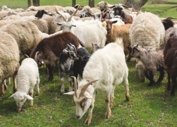 Άρση μέτρων για τη σφαγή αμνοεριφίων σε περιοχές εκτός καραντίνας