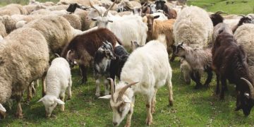 Alldaynews.gr Άρση μέτρων για τη σφαγή αμνοεριφίων σε περιοχές εκτός καραντίνας