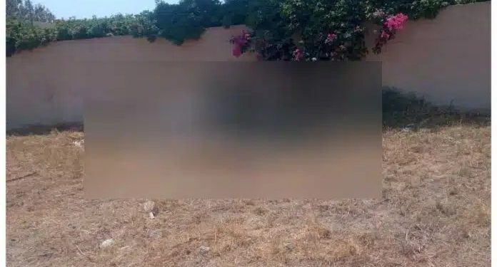 Alldaynews.gr Σαντορίνη: Έδεσαν άλογο και το άφησαν να πεθάνει από τη δίψα κάτω από τον καuτó ήλιο