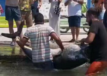 Απίστευτη ψαριά: Δεν πίστευαν στα μάτια τους τα δύο αδέλφια με αυτό που έβγαλαν!