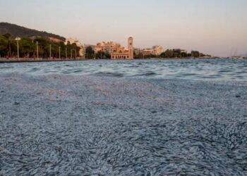 Alldaynews.gr Εικόνες από ταινία φαντασίας: Νεκρά ψάρια κάλυψαν τη θάλασσα στον Βόλο