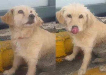 Alldaynews.gr Εγκατέλειψε το σκυλάκι του λίγο πριν επιβιβαστεί στο πλοίο