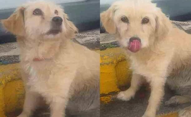 Alldaynews.gr Εγκατέλειψε το σκυλάκι του λίγο πριν επιβιβαστεί στο πλοίο