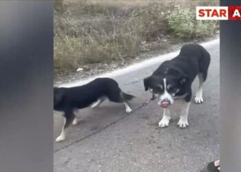 Ιερέας έσερνε στο δρόμο αλυσοδεμένα σκυλιά: Τον σταμάτησε ζευγάρι