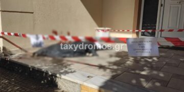 Alldaynews.gr Φρικιαστικό περιστατικό: Αδέσποτο σκυλί μαχαιρώθηκε μέχρι θανάτου – Σε αναζήτηση οι δράστες