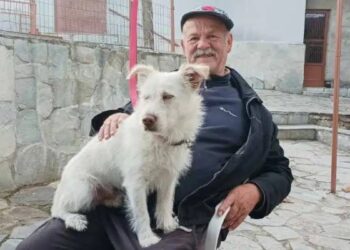 Alldaynews.gr Φρίκη στην Φλώρινα: Σκότωσαν με τσεκούρι τον σκυλάκο ηλικιωμένου που έχασε γιο και σύζυγο σε τρία χρόνια