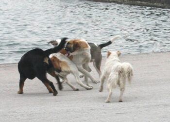 Φρικτός θάνατος για την 70χρονη στον Τύρναβο: Την κατασπάραξαν τα 11 σκυλιά του γιου της – Πάλευε 45 λεπτά να ξεφύγει (video)