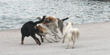 Φρικτός θάνατος για την 70χρονη στον Τύρναβο: Την κατασπάραξαν τα 11 σκυλιά του γιου της – Πάλευε 45 λεπτά να ξεφύγει (video)