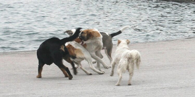 Φρικτός θάνατος για την 70χρονη στον Τύρναβο: Την κατασπάραξαν τα 11 σκυλιά του γιου της – Πάλευε 45 λεπτά να ξεφύγει (video)
