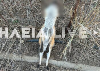 Αποτροπιασμός στον Πύργο: Κρέμασαν αλεπού σε περίφραξη – Εντοπίστηκε με το σύρμα καρφωμένο στον λαιμό (φωτο)