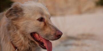 Alldaynews.gr Κτηνωδία στον Βόλο: Κατακρεούργησαν αδέσποτο σκύλο σε πυλωτή πολυκατοικίας – Εντοπίστηκε σε λίμνη αίματος (φωτο)