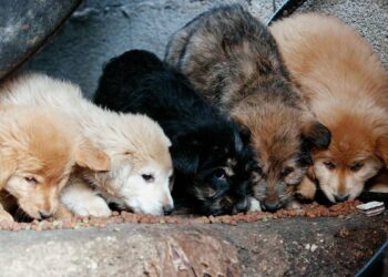 Ελεεινά χέρια στη Βόνιτσα έδεσαν σε σακί 5 κουτάβια και τα πέταξαν σε ρυάκι – Το ένα βρέθηκε πνιγμένο (φωτο)