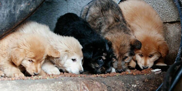 Alldaynews.gr Ελεεινά χέρια στη Βόνιτσα έδεσαν σε σακί 5 κουτάβια και τα πέταξαν σε ρυάκι – Το ένα βρέθηκε πνιγμένο (φωτο)