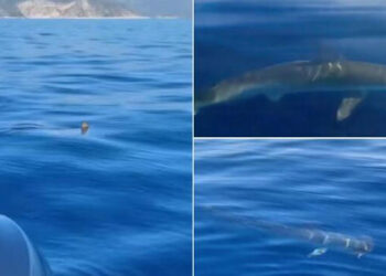 Απίστευτο βίντεο: Ψαράς εντόπισε σφυροκέφαλο καρχαρία στον Σαρωνικό – Κολυμπούσε δίπλα σε σκάφος
