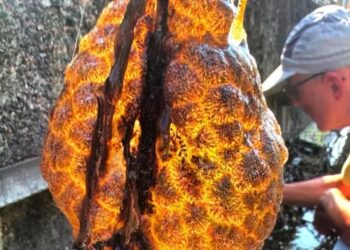 Άφωνοι οι επιστήμονες: Ανακάλυψαν στη μέση του πουθενά έναν αηδιαστικό πορτοκαλί «σάκο» με «εξωγήινα αυγά» που κλωνοποιούνται