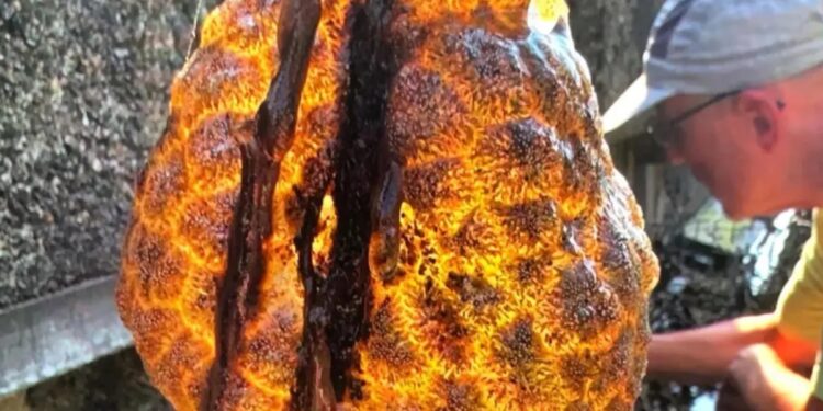 Alldaynews.gr Άφωνοι οι επιστήμονες: Ανακάλυψαν στη μέση του πουθενά έναν αηδιαστικό πορτοκαλί «σάκο» με «εξωγήινα αυγά» που κλωνοποιούνται