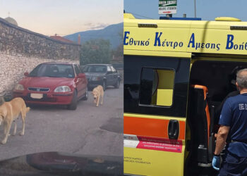 Alldaynews.gr Τραγικό περιστατικό: Γυναίκα βρήκε φριχτό θάνατο – Την κατασπάραξαν τα ίδια της τα σκυλιά