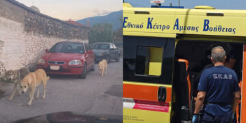 Alldaynews.gr Τραγικό περιστατικό: Γυναίκα βρήκε φριχτό θάνατο – Την κατασπάραξαν τα ίδια της τα σκυλιά