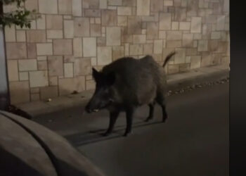 Βρέθηκε τετ α τετ με αγριογούρουνο την ώρα που πάρκαρε έξω από το σπίτι της στη Θεσσαλονίκη