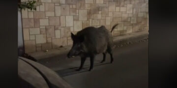 Βρέθηκε τετ α τετ με αγριογούρουνο την ώρα που πάρκαρε έξω από το σπίτι της στη Θεσσαλονίκη