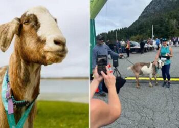 Alldaynews.gr Κατσίκα εισέβαλε σε μαραθώνιο και τελικά έφυγε με μετάλλιο