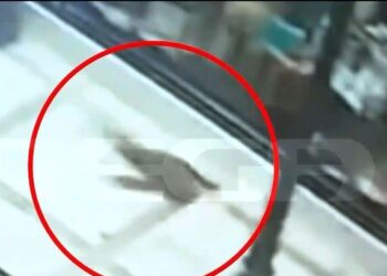 Συνελήφθη ο serial killer αδέσποτων ζώων – Χειροπέδες σε 31χρονο μετά από ανθρωποκυνηγητό (video)