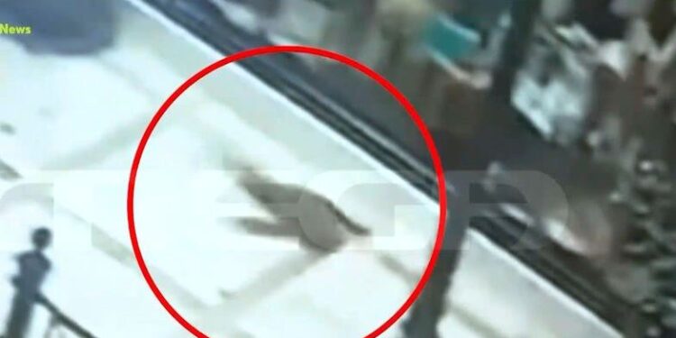 Alldaynews.gr Συνελήφθη ο serial killer αδέσποτων ζώων – Χειροπέδες σε 31χρονο μετά από ανθρωποκυνηγητό (video)