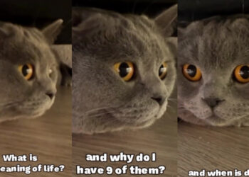 Θεσσαλονικιός ο πρώτος influencer γάτος στην Ελλάδα – Σαρώνει στα social media και στο εξωτερικό