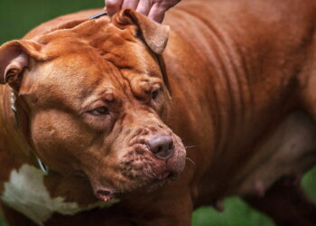 Σκύλος επιτέθηκε και σκότωσε 10χρονο κορίτσι – «Το μωρό μου είναι νεκρό»