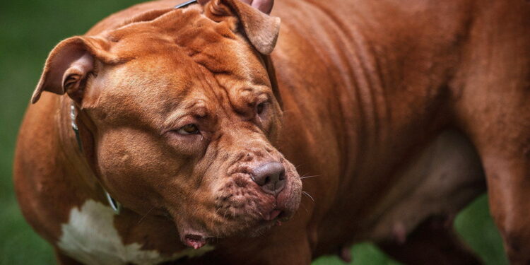 Alldaynews.gr Σκύλος επιτέθηκε και σκότωσε 10χρονο κορίτσι – «Το μωρό μου είναι νεκρό»