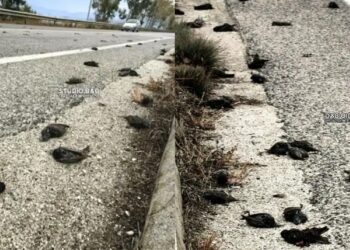 EKTAKTO: Σε συναγερμό πασίγνωστη μεγάλη πόλη της Ελλάδας – «Βρέχει» νεκρά πουλιά, απόκοσμες εικόνες και σκηνές αποκάλυψης