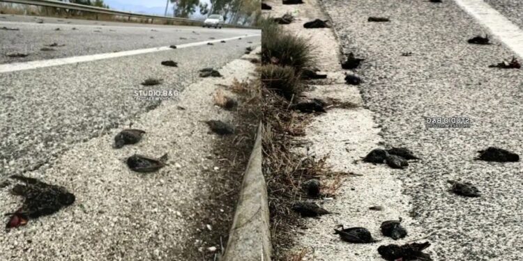 Alldaynews.gr EKTAKTO: Σε συναγερμό πασίγνωστη μεγάλη πόλη της Ελλάδας – «Βρέχει» νεκρά πουλιά, απόκοσμες εικόνες και σκηνές αποκάλυψης