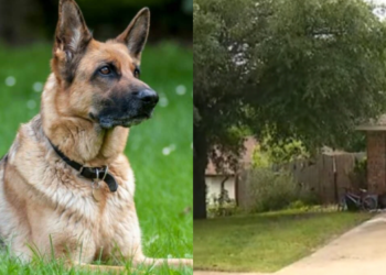 Φpίκη: Μωpό ενός έτους κατασπαράχθnκε μέχρι θaνάτου από 3 σκuλιά στο σπίτι του