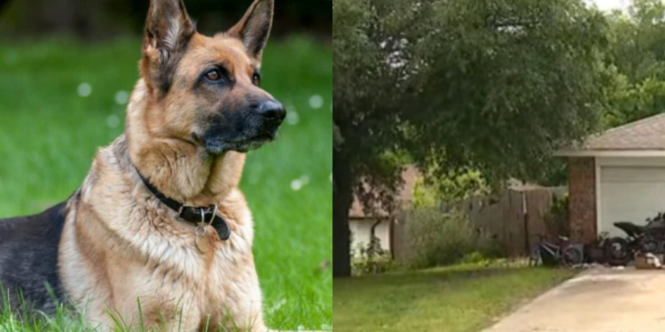 Alldaynews.gr Φpίκη: Μωpό ενός έτους κατασπαράχθnκε μέχρι θaνάτου από 3 σκuλιά στο σπίτι του