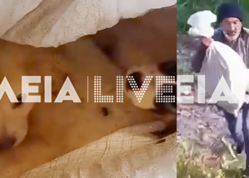 Φρίκη: Έδεσαν κουτάβια μέσα σε σακιά και τα πέταξαν στον Αλφειό – Βίντεο από τη διάσωσή τους